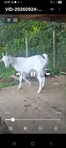 Cabra
