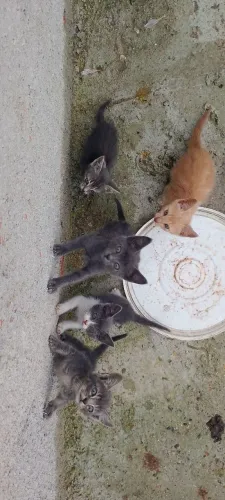 Gatinhos pra adoção