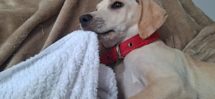 Doação  de um cachorro ? 