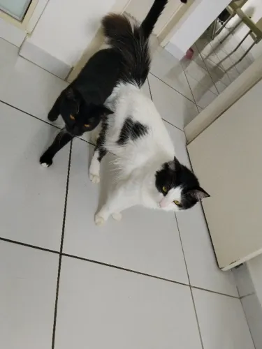 Doação de Gatos Machos