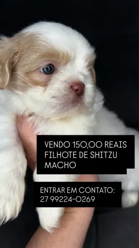 FILHOTE SHITZU