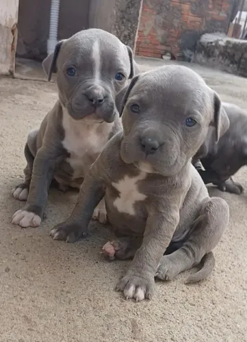American bully XL