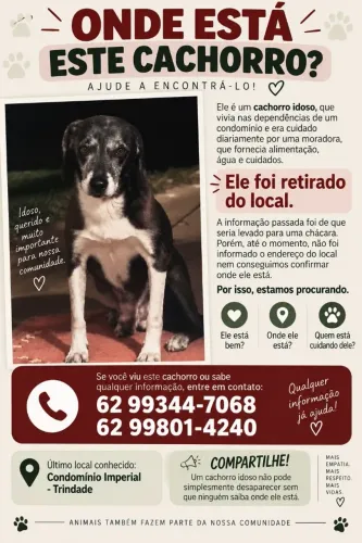Procurando por esse cão