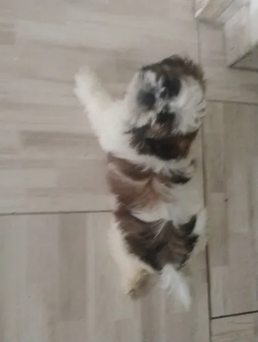Shisu macho 2 meses vacinado vermifugado.