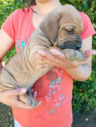 Filhote de Fila Brasileiro