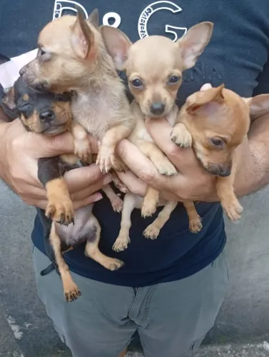 Pinscher bem cuidado Preto e Caramelo