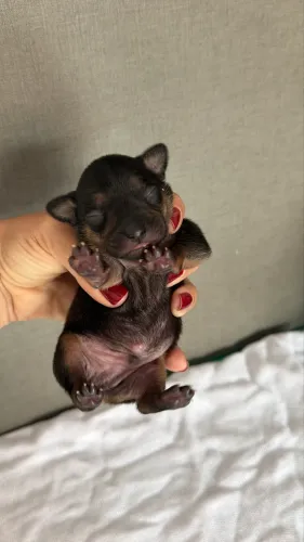 Pinscher Zero