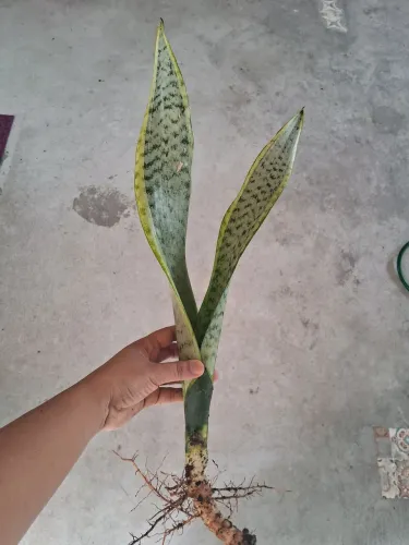 Planta Espada de São Jorge