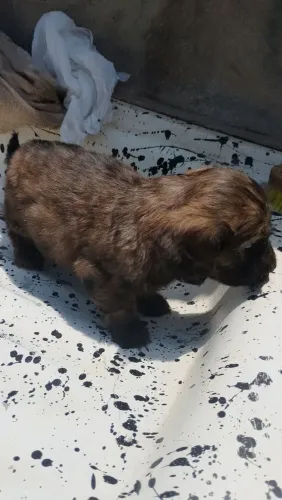 cachorro