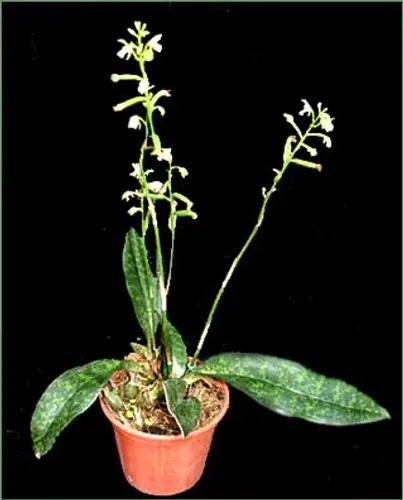 Orquídea terrestre