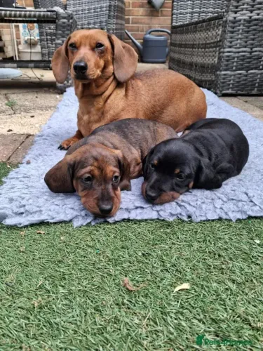 Filhotes Teckel/Dachshund/Salsicha/Salsichinha/Basset/Cofap alegres e fofos