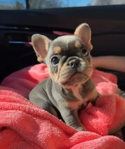 Bulldog francês lindo e fofo 