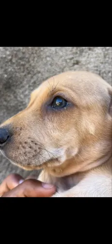 MACHO Dachshund salsicha/cofap