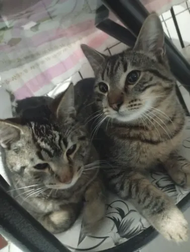 2 irmãos gato