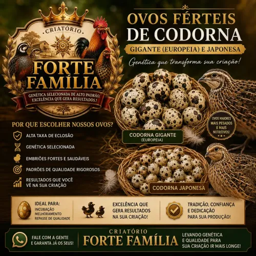Ovos férteis de codorna europeia (gigante) e japônica.!