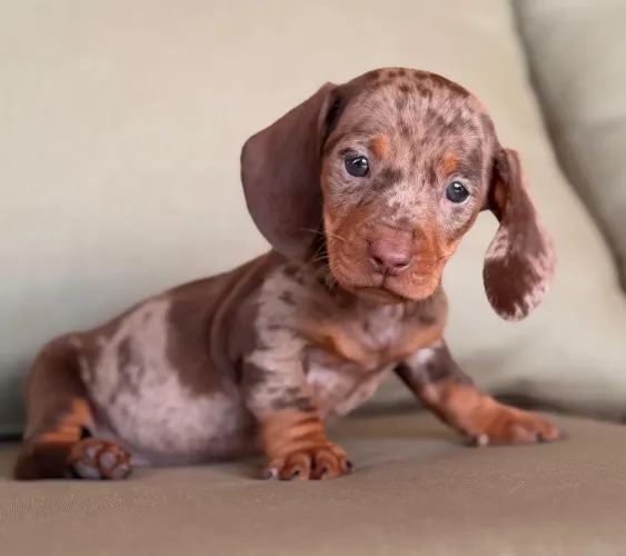 Dachshund Linguicinha Arlequim chocolate