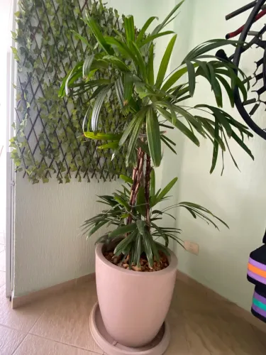 Vaso com palmeira rafis
