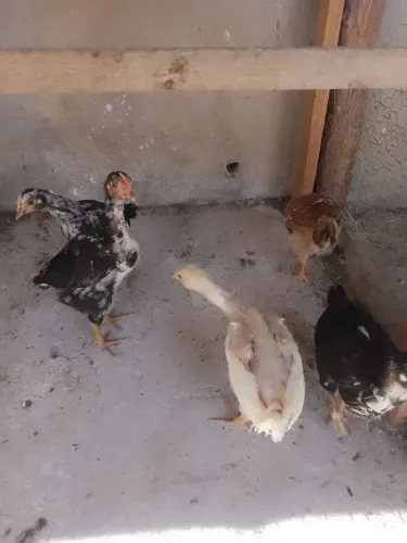Franguinhos de gsb