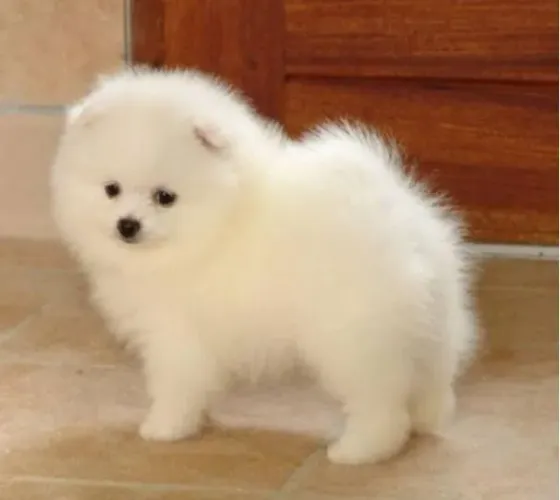 Lulu da Pomerânea Filhotes Anões Maravilhosos.