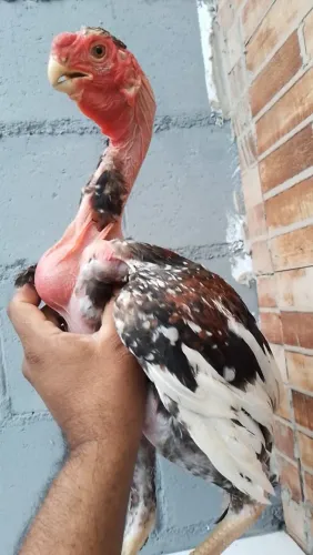 Bico curto