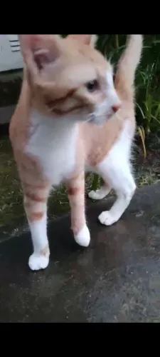 Gato para adoção