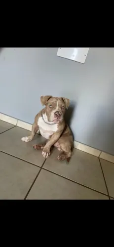 American Bully Pocket 5 meses