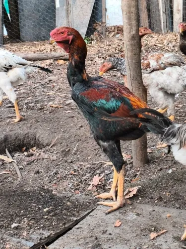 Frango índio gigante