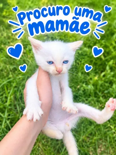 Gatinhos Procuram mamães !!