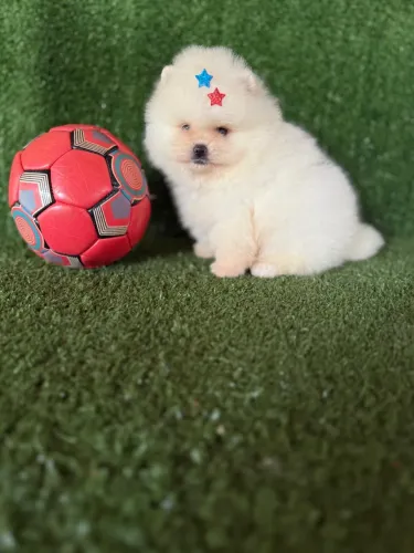 Lulu da pomerania anã baby ursinho micro 