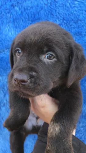 Labrador amoroso