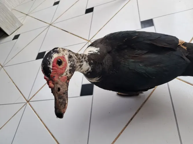 Patos/Patas