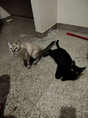Gato preto e gata cinza
