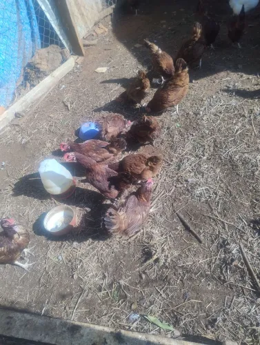 Galinhas