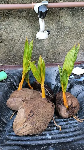 Mudas de Pé de coco amarelo