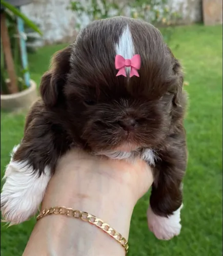 Lhasa Apso,Lhasa Apso Filhote Estrutura Perfeita Disponível
