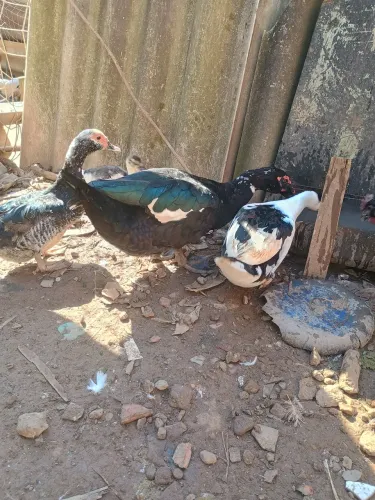 Vende -se  pato