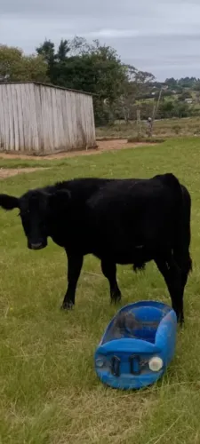 Animais para agropecuária 