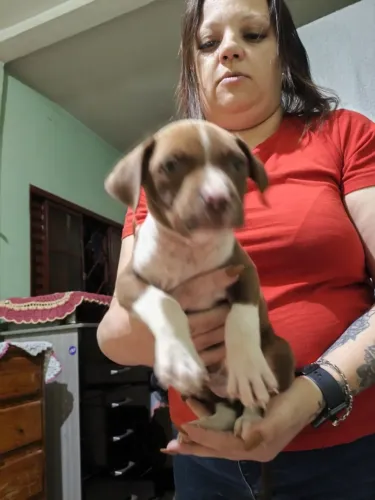 Lindos filhotes de Pit Monsters com pedigree
