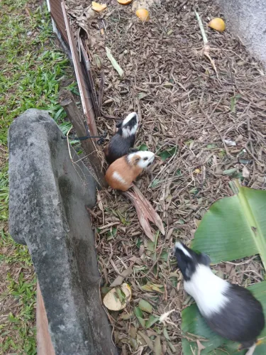 Porquinho da Índia