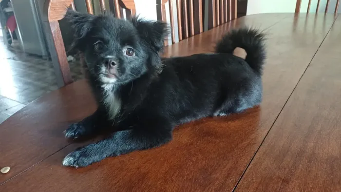 Vendo cachorinho