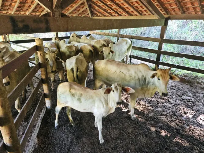 Bezerras