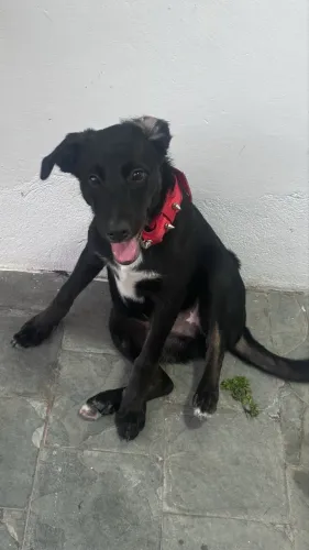 DOAÇÃO DE CACHORRO ? COM RECOMPENSA