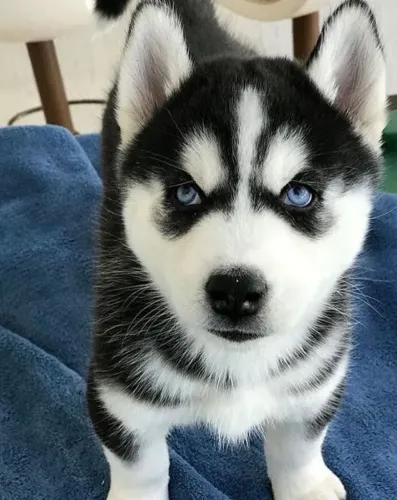Husky Siberiano Mostra o valor do simples