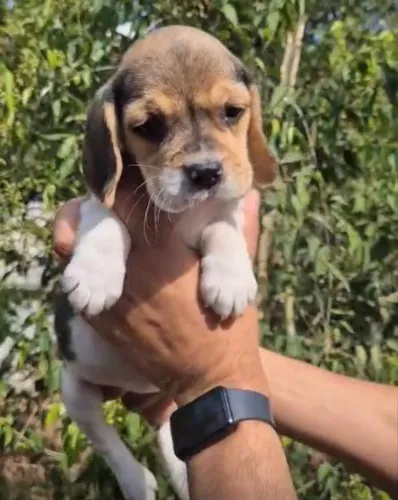 Beagle filhotes bem cuidados disponíveis