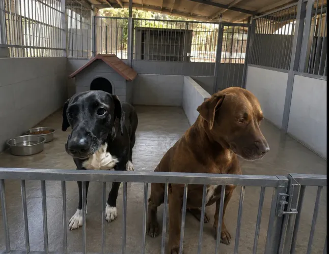 Doa sim pets de raça
