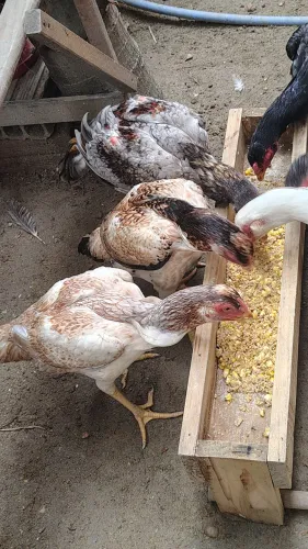 Frango e frangas da raça Mura com 4 meses casal r$ 300 individual 200