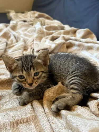 Gatinha 2 meses para adoção