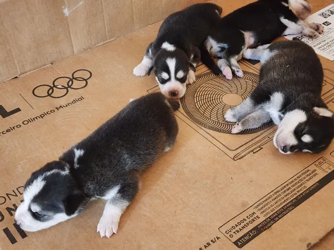 Vende se filhontes husky seberiano