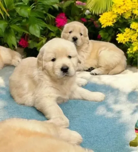 Golden Esse dog é puro carinho em cada detalhe