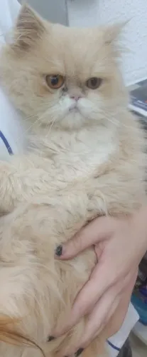 Gato Persa Procuro namorada